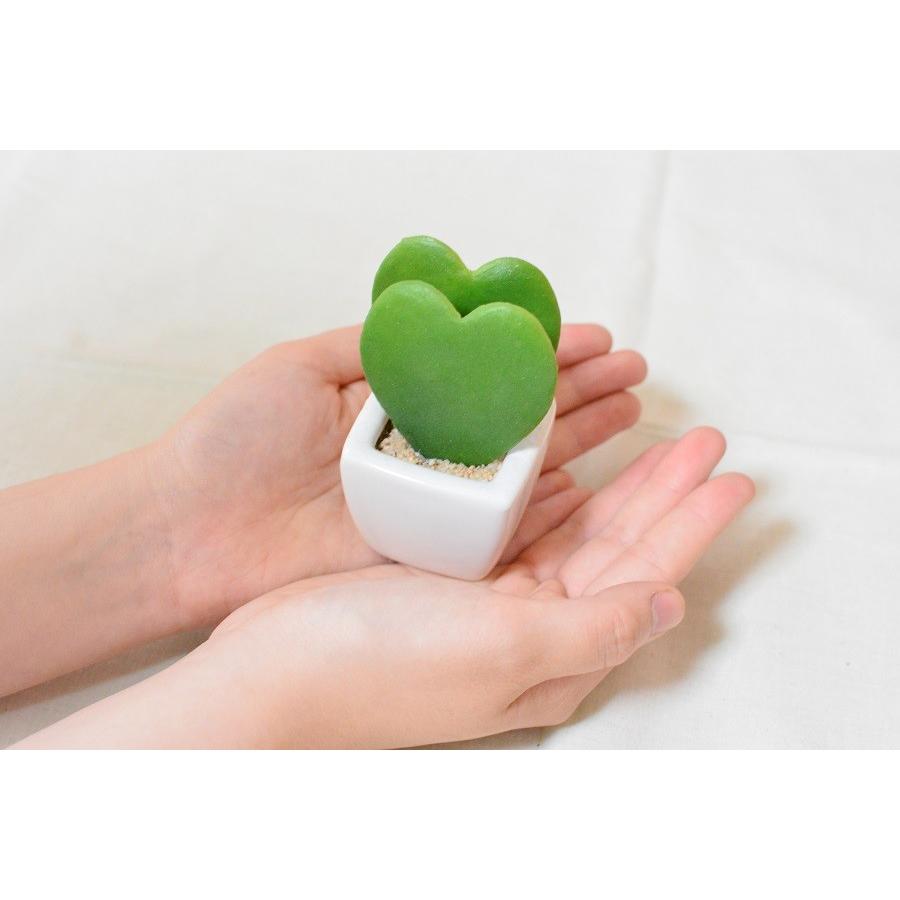 ミニ多肉植物3種セット 愛・ラブ・ハートサボテン 可愛いハート ミニ多肉植物3種セット 愛・ラブ・ハートサボテン 可愛いハート