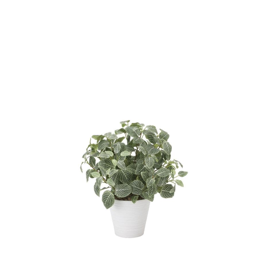 【人工観葉植物】【フィットニアＭ（フロック加工）】【48ｃｍ】【光触媒加工】【送料無料】【フェイクグリーン】【代引き不可】