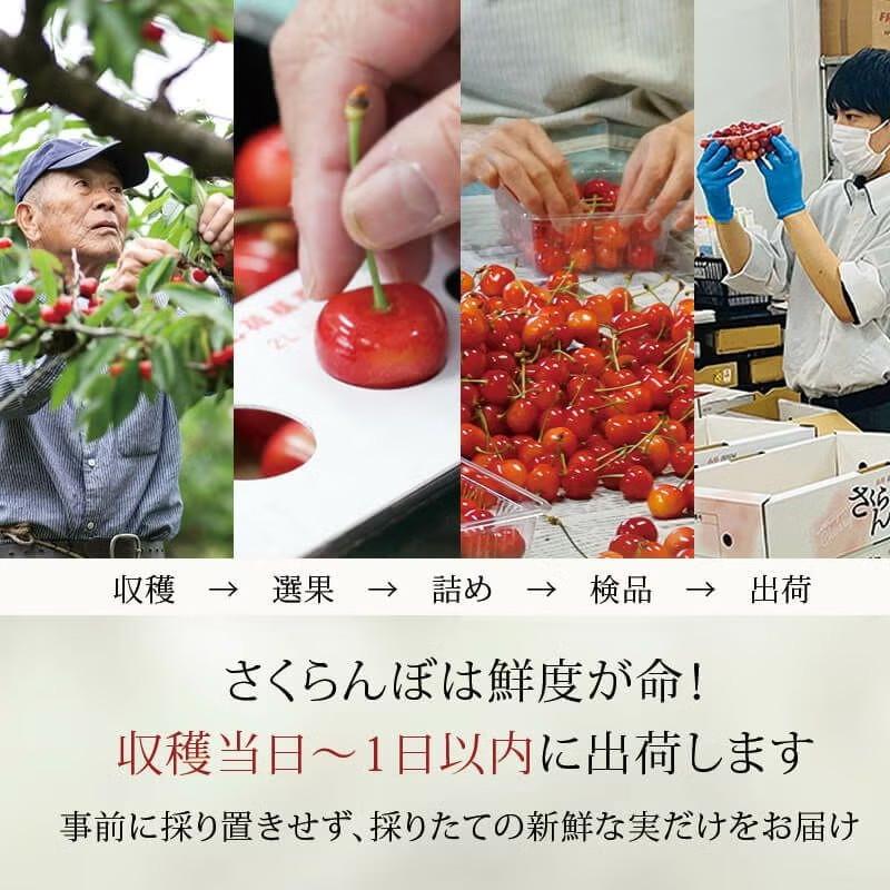 さくらんぼ 紅秀峰 特選 バラ詰め 2L 1kg 6月中旬〜6月下旬お届け