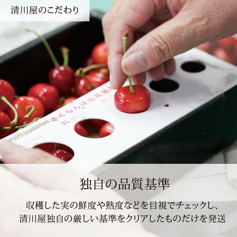 さくらんぼ 真の桜桃 佐藤錦 2L 1kg 山形県産 ギフト 高級 バラ詰め