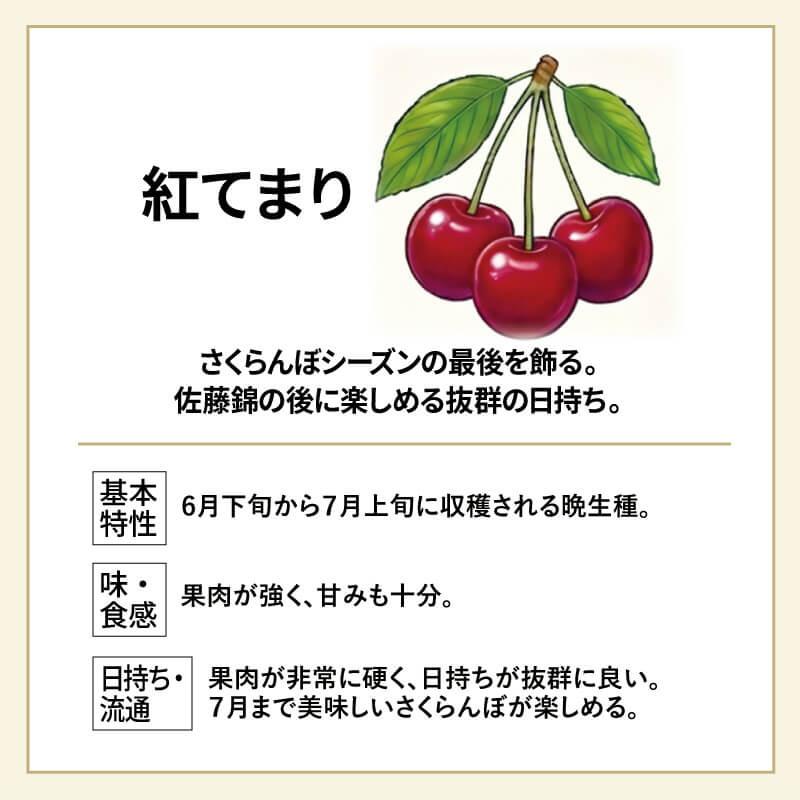 紅てまり3Lサイズ 500gと紅きらり 2Lサイズ500gセット ◎贈答品にも さくらんぼ 紅てまり 特選 職人詰め 2〜3L 500g 6月末〜7月初旬お届け