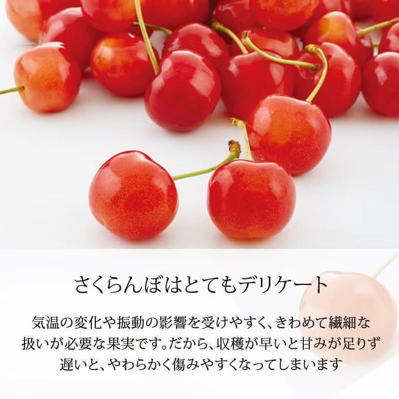 さくらんぼ 紅てまり 特選 職人詰め 2〜3L 500g 6月末〜7月初旬お届け