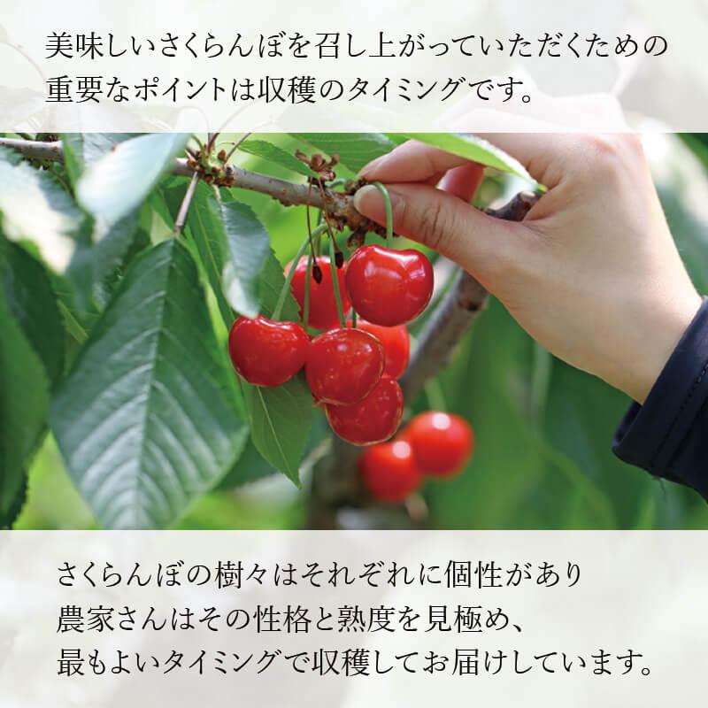 【超希少、本日限定3箱】自家栽培山形県産　さくらんぼ　紅てまり　2L以上　1kg 紅てまり 特撰」3L玉15粒化粧箱入｜山形のさくらんぼ通販なら「佐藤錦