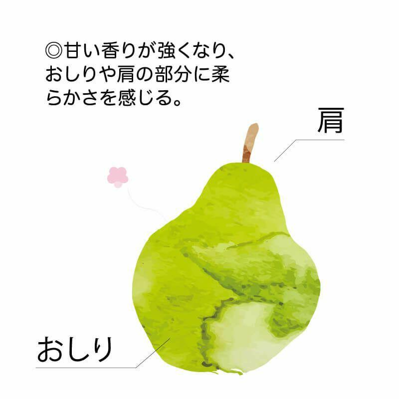 ギフト 山形県産 ラ・フランス 3L 6玉（約1.6kg） 11月中旬〜12月下旬