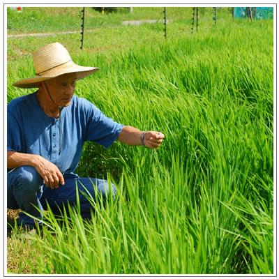 オーガニック/京都 喜右衛門・有機 米麹 500g | オーガニック | 04