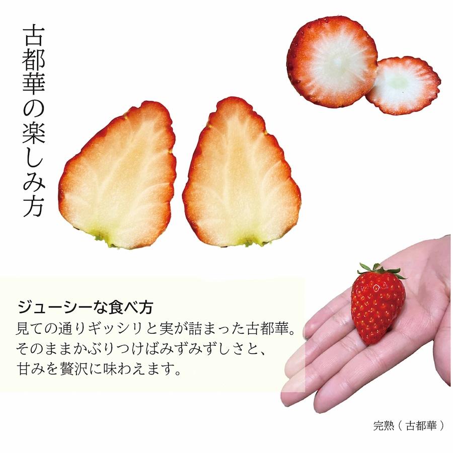 奈良県産 古都華（ことか）いちご 2Lサイズ 11粒×2パック 贈答用