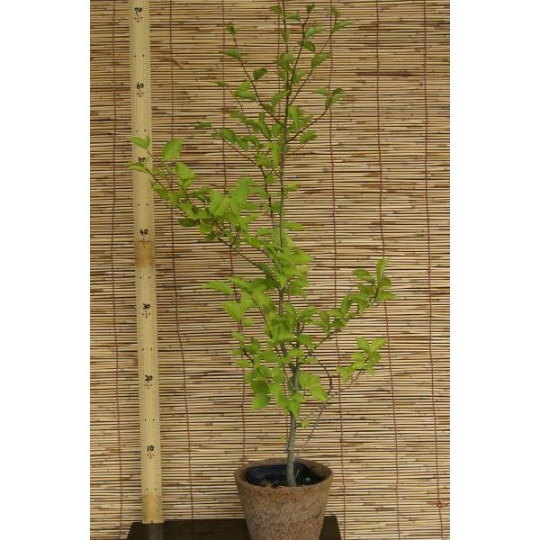 アオハダ（青膚）苗木 25〜50cm前後 : キヨタキナーセリー - 通販