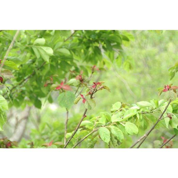 アカメガシワ 赤芽槲 苗木 30 50cm前後