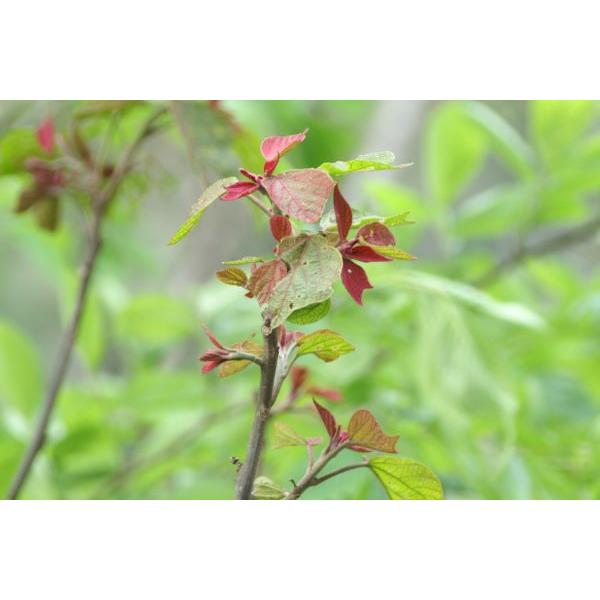 アカメガシワ（赤芽槲）苗木 30〜50cm前後 : キヨタキナーセリー