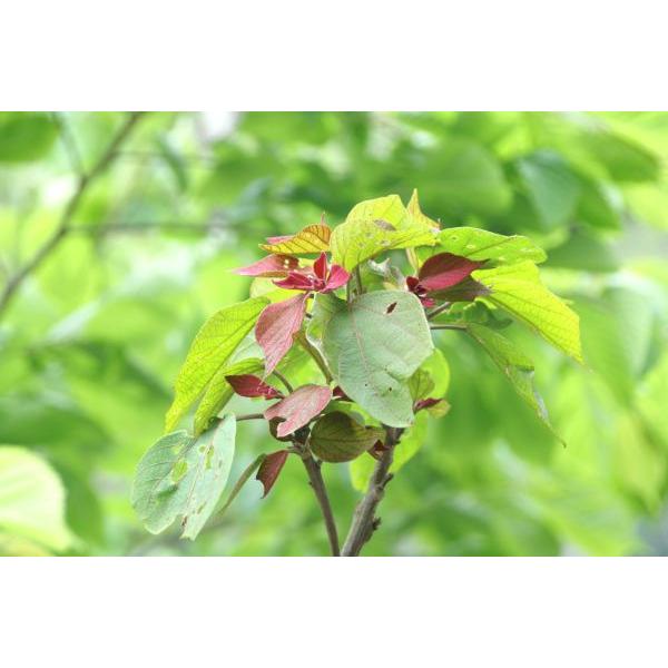 アカメガシワ 赤芽槲 苗木 30 50cm前後 Ypa0002 キヨタキナーセリー 通販 Yahoo ショッピング