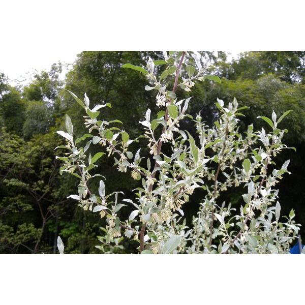 アキグミ（秋茱萸）苗木「庭木」 30〜50cm前後 : キヨタキナーセリー