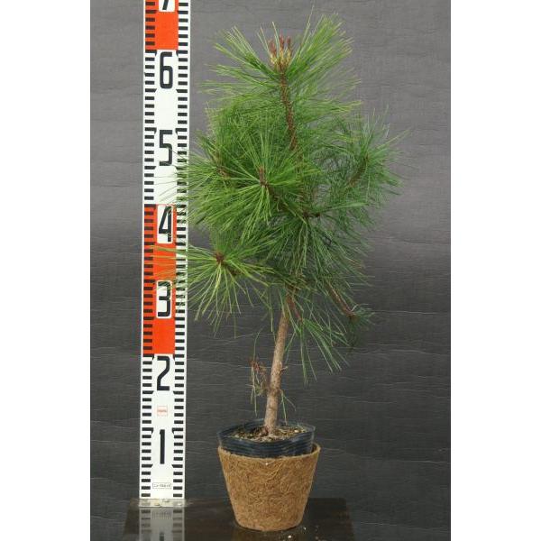 抵抗性アカマツ（赤松）苗木「針葉樹」 30〜50cm前後 : キヨタキ