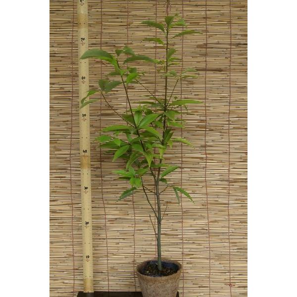 アラカシ 粗樫 苗木 庭木 常緑樹 30 50cm前後 Ypa0008 キヨタキナーセリー 通販 Yahoo ショッピング