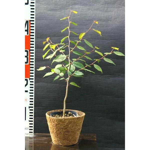 アカシデ（赤四手）苗木「庭木」 30〜50cm前後 : キヨタキ