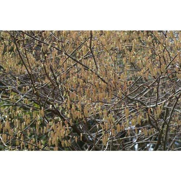 アカシデ（赤四手）苗木「庭木」 30〜50cm前後 : キヨタキナーセリー