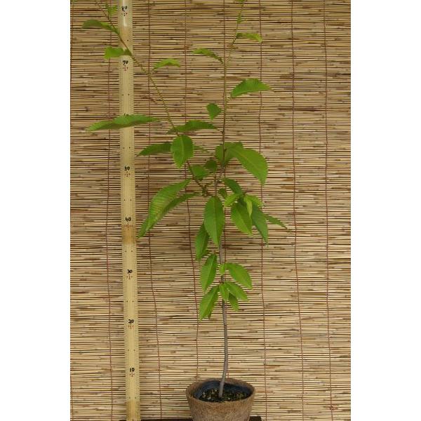 アワブキ（泡吹）苗木　20〜50cm前後 |  | 01