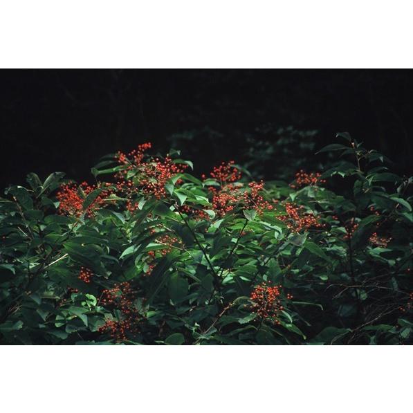 アワブキ（泡吹）苗木　20〜50cm前後 |  | 02