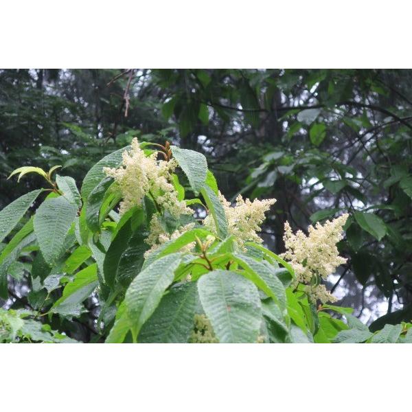 アワブキ（泡吹）苗木　20〜50cm前後 |  | 03