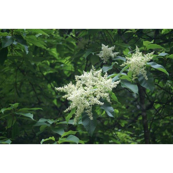 アワブキ（泡吹）苗木　20〜50cm前後 |  | 05