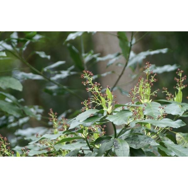 アオキ AB SciEX TripleTOF 5600+ LC-MS/MS (SciEX) | Mass Spectrometry Core