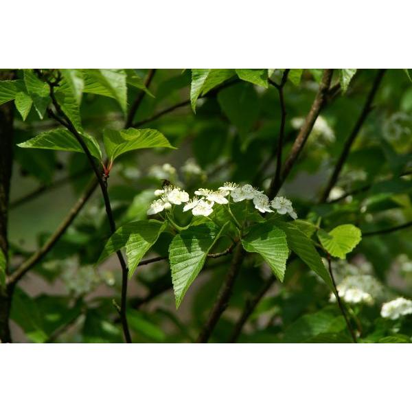 アズキナシ 小豆梨 苗木 30 50cm前後 Ypa0017 キヨタキナーセリー 通販 Yahoo ショッピング