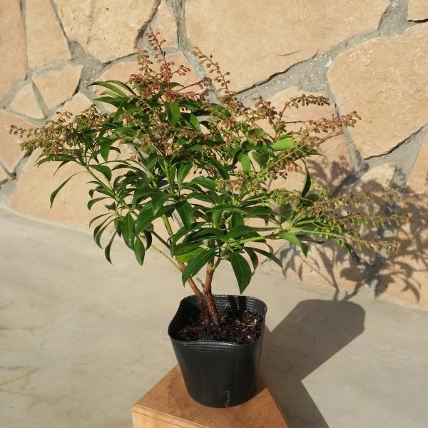アセビ(馬酔木)苗木 20〜50cm前後 : キヨタキナーセリー - 通販