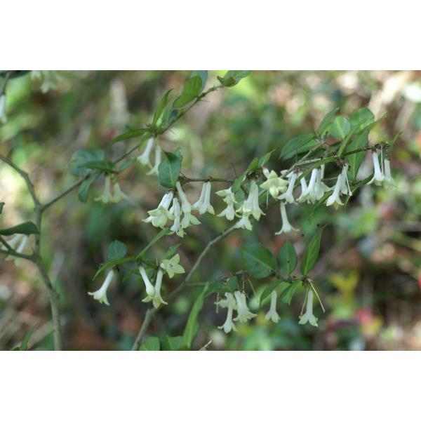 アリドオシ 蟻通し 苗木 40cm前後 Ypa0021 キヨタキナーセリー 通販 Yahoo ショッピング