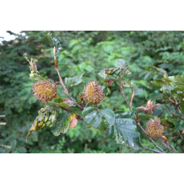 ブナ（椈）苗木 30〜50cm前後 : キヨタキナーセリー - 通販 - Yahoo