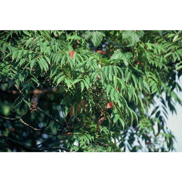 ハゼノキ（黄櫨）苗木 30〜50cm前後 : キヨタキナーセリー - 通販