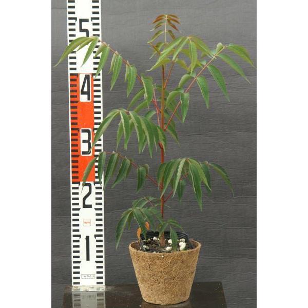 ハゼノキ 黄櫨 苗木 30 50cm前後 Ypha0001 キヨタキナーセリー 通販 Yahoo ショッピング