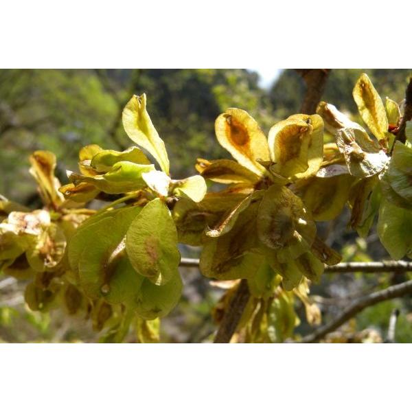 ハルニレ 超激安 春楡 苗木 30 50cm前後