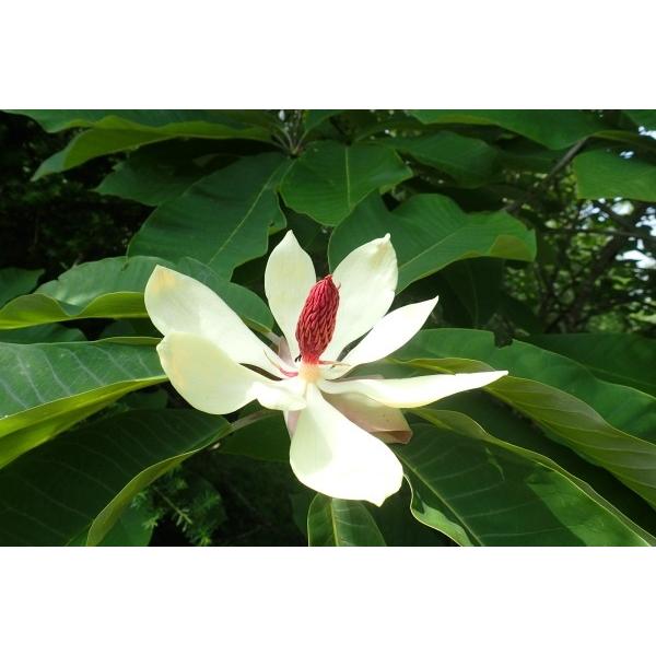 ホオノキ 朴の木 苗木 25 50cm前後 Ypho0001 キヨタキナーセリー 通販 Yahoo ショッピング