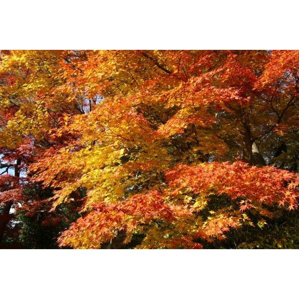 イロハモミジ（紅葉）苗木「庭木」 1m前後 : キヨタキナーセリー