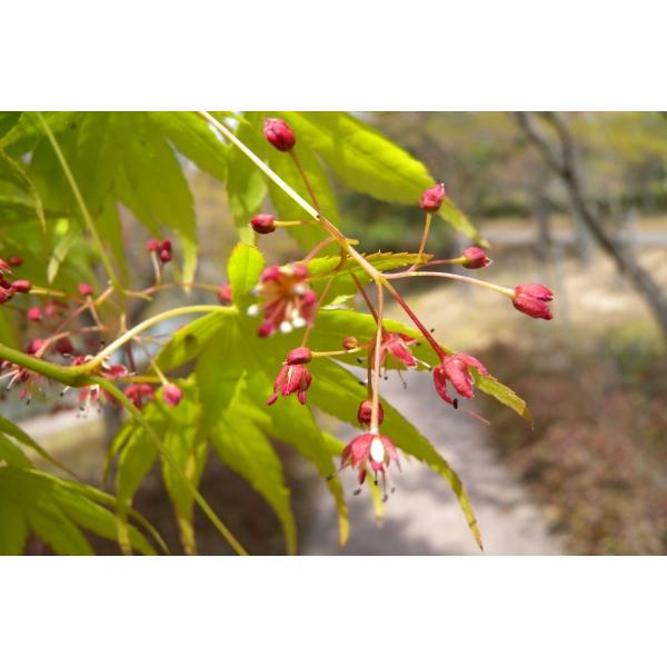 イロハモミジ 苗木　紅葉 もみじ 苗 植木」の人気商品一覧 | 安い商品を通販サイトから