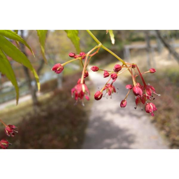 イロハモミジ 苗木　紅葉 もみじ 苗 植木」の人気商品一覧 | 安い商品を通販サイトから