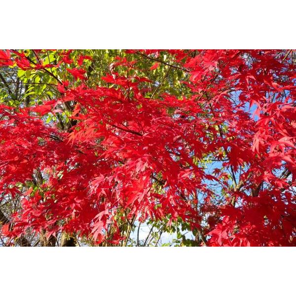 イロハモミジ（紅葉）苗木「庭木」 30〜50cm前後 : キヨタキ