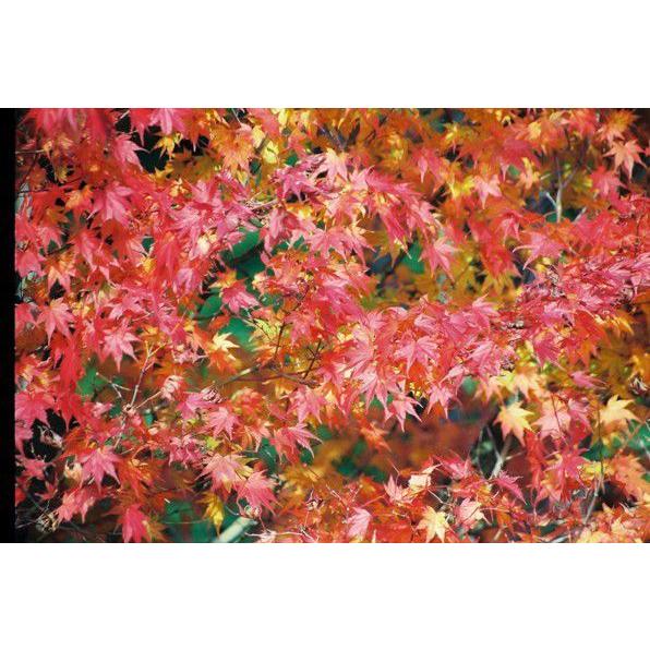同梱　イロハモミジ　紅葉　苗木 同梱 イロハモミジ 紅葉 苗木