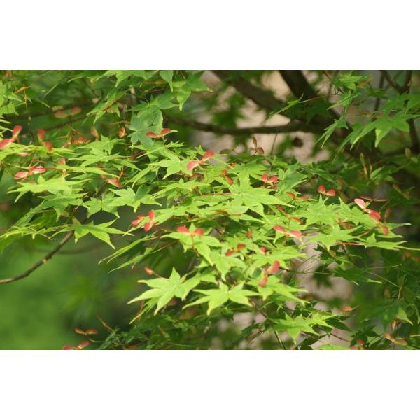 イロハモミジ（紅葉）苗木「庭木」 30〜50cm前後 : キヨタキ