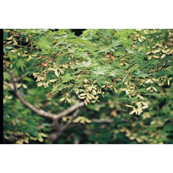 イロハモミジ（紅葉）苗木「庭木」 30〜50cm前後 : キヨタキナーセリー