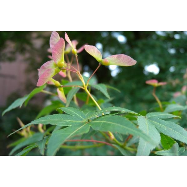 イロハモミジ（紅葉）苗木「庭木」 30〜50cm前後 : キヨタキナーセリー