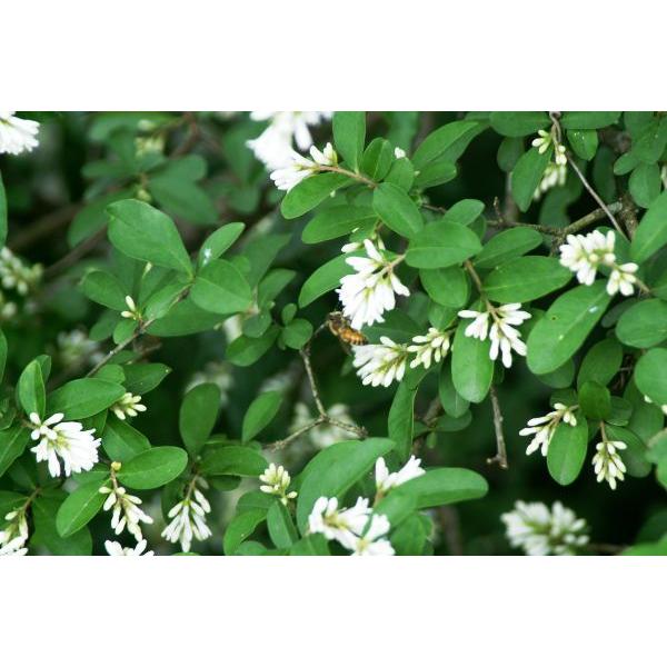 イボタ（水蝋）苗木　30〜50cm前後 |  | 04