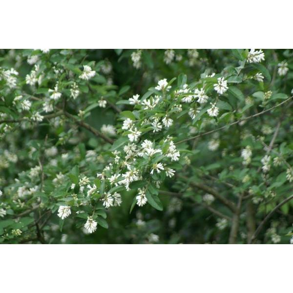 ✨✨✨オキナワイボタ【涼盆栽◎美肌】検/イボタ/美株品/水蝋樹 イボタノキ-Y1（いぼたのき・水蝋の木）実もの盆栽の販売と育て