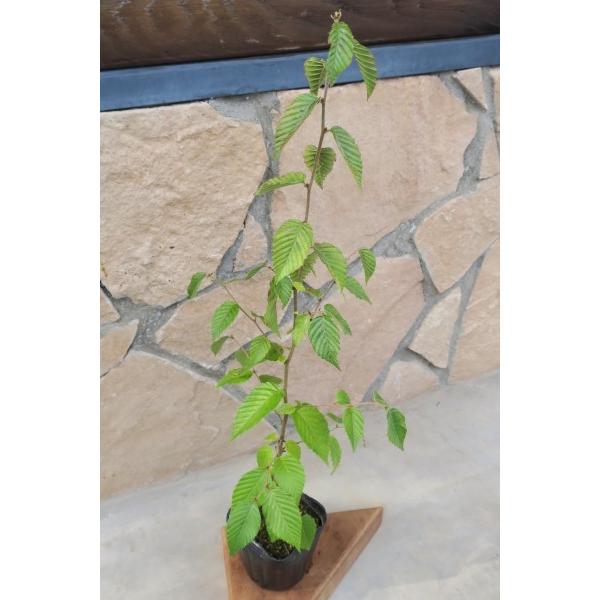 イヌシデ（犬四手）苗木 30〜50cm前後 : キヨタキナーセリー - 通販