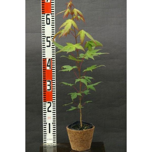 イタヤカエデ（板屋楓）苗木 30〜50cm前後 : キヨタキナーセリー