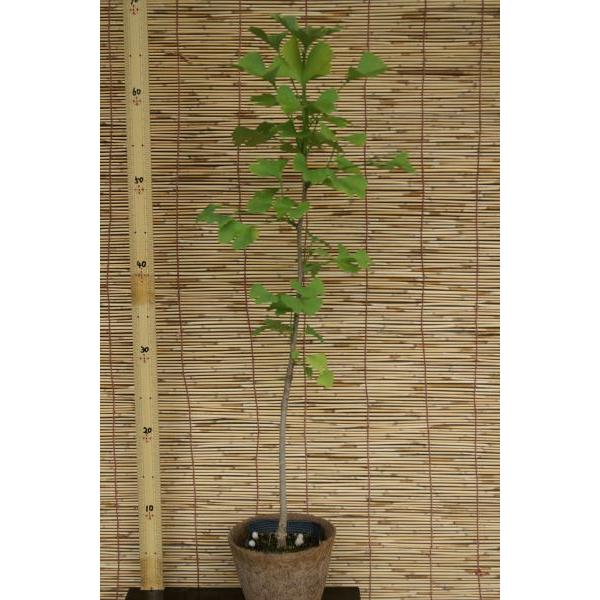 イチョウ（公孫樹）苗木　30〜50cm前後 | 