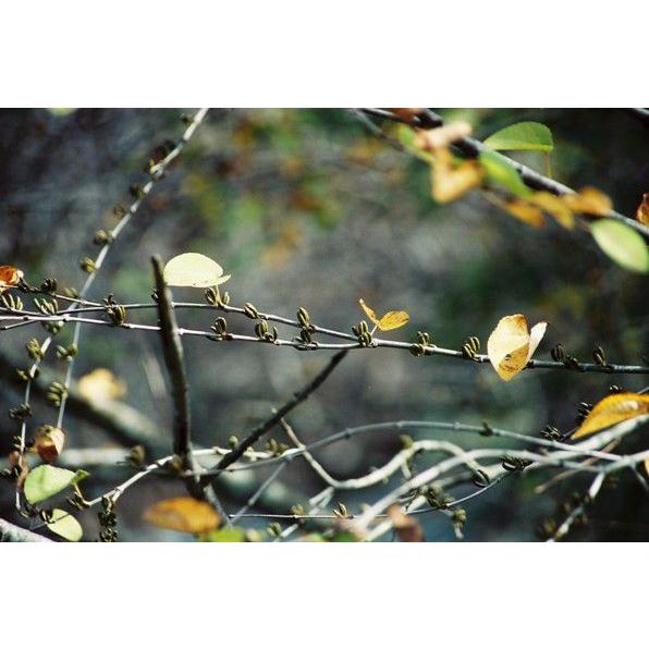 カツラ（桂）【現品発送】管理70554 カツラ（桂）【現品発送】管理70554 カツラ（桂）【現品発送】管理