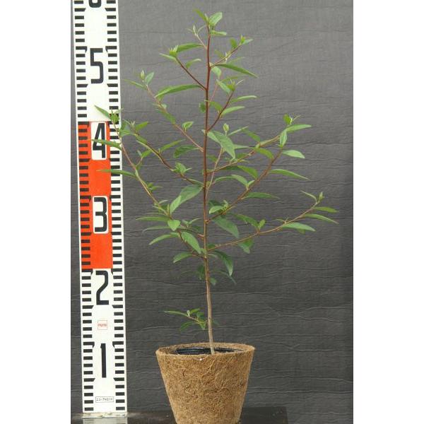 カナクギノキ（鉄釘の木）苗木　30〜50cm前後 |  | 01