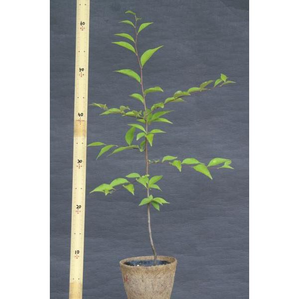 カマツカ 鎌柄 苗木 庭木 30 50cm前後 Ypka0005 キヨタキナーセリー 通販 Yahoo ショッピング