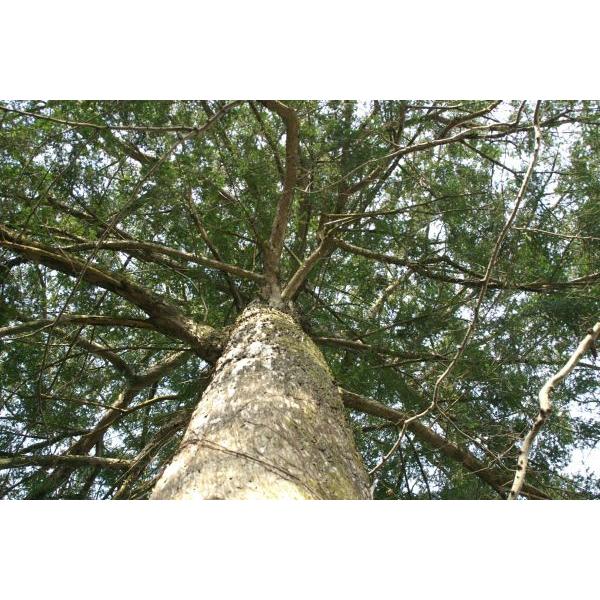 カヤ　榧木 150cm 榧（カヤ）