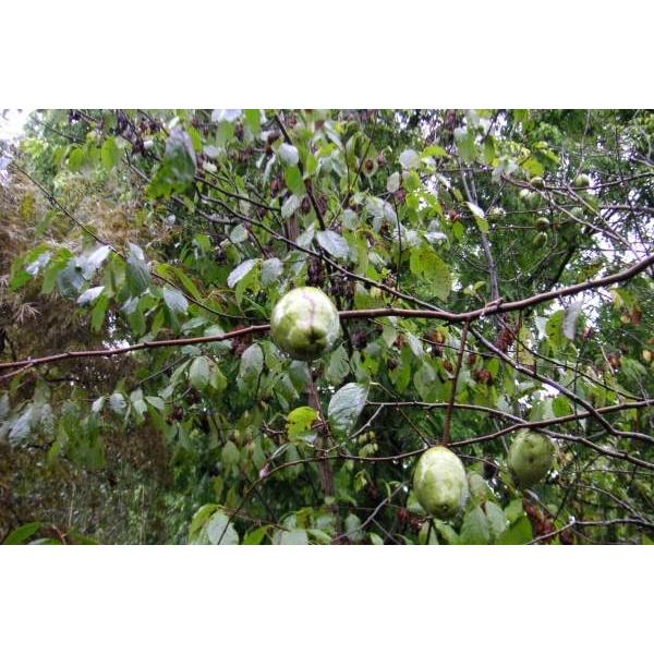 カリン苗木　30〜50cm前後 |  | 02